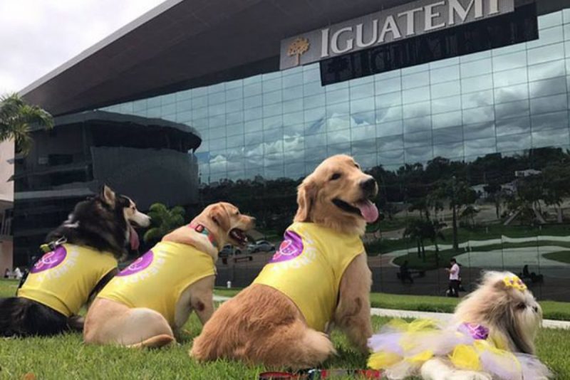 Shopping Iguatemi Fortaleza se firma como ótima opção de lazer para os Pets. Vem saber! Shopping Iguatemi Fortaleza se firma como ótima opção de lazer para os Pets. Vem saber!