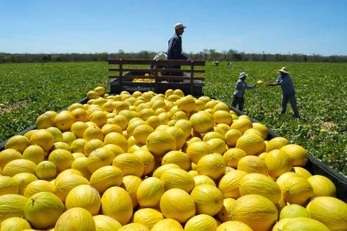 Em 2018, o país exportou cerca de 200 mil toneladas de melão. (Foto:Divulgação)