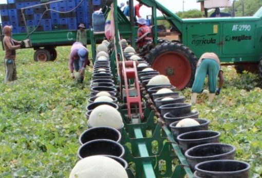 Exportação de melões do Ceará registra alta de 134% no primeiro semestre Exportação de melões do Ceará registra alta de 134% no primeiro semestre