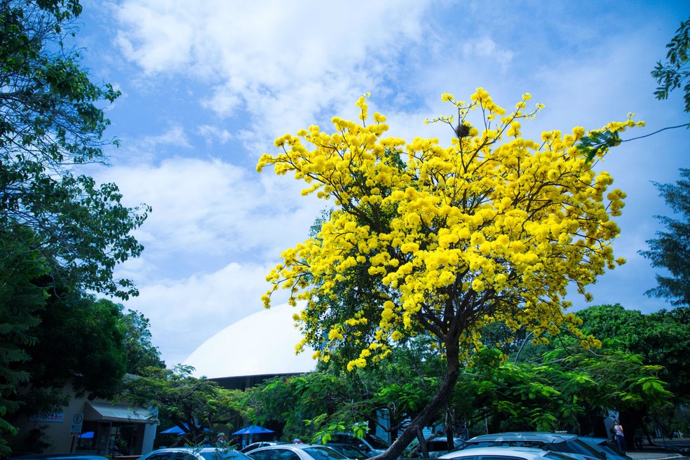 Foto Materia Ipe Amarelo Na Unifor