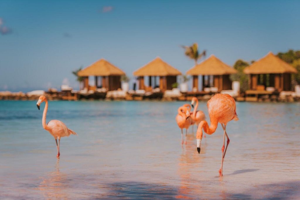 Flamingo Beach Aruba Leroy Viagens